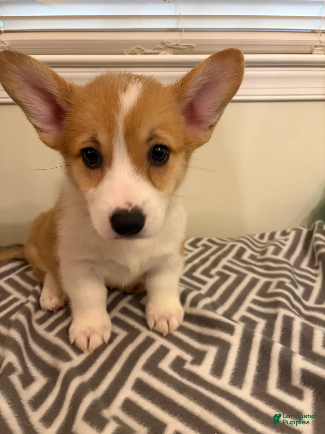 Welsh Corgi Pembroke dogs for sale: Don - Ad 1