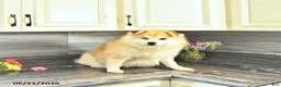 Pomsky dogs for sale: Petunia - Ad 5