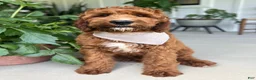 Irish Doodle dogs for sale: Harrison - Ad 8