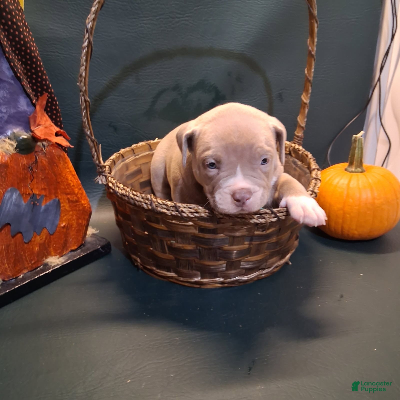American Bully dogs Mac - Ad 2