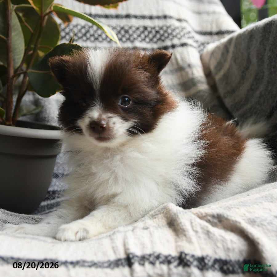 Pomeranian dogs Connie - Ad 2