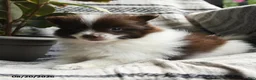 Pomeranian dogs for sale: Connie - Ad 2