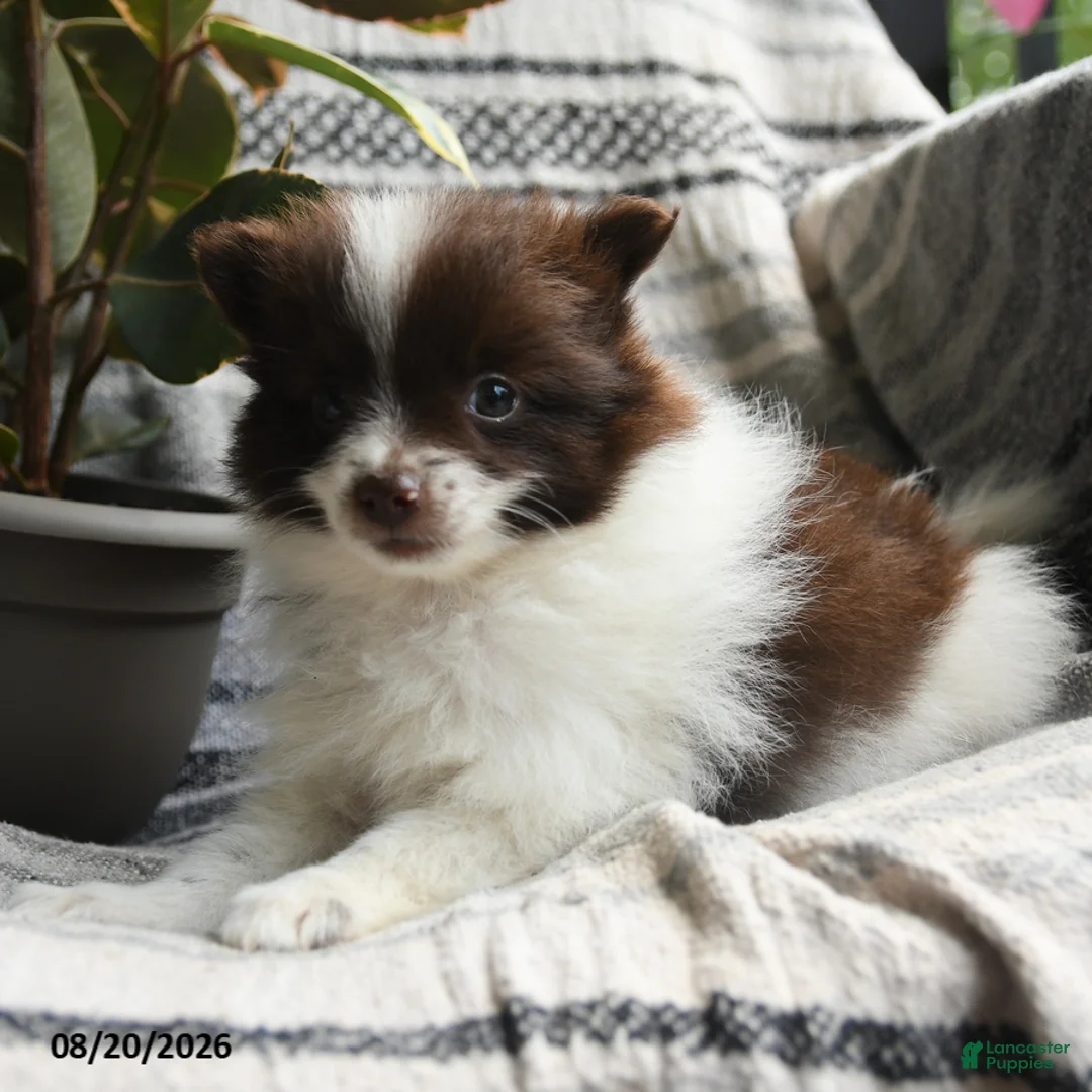 Pomeranian dogs for sale: Connie - Ad 2