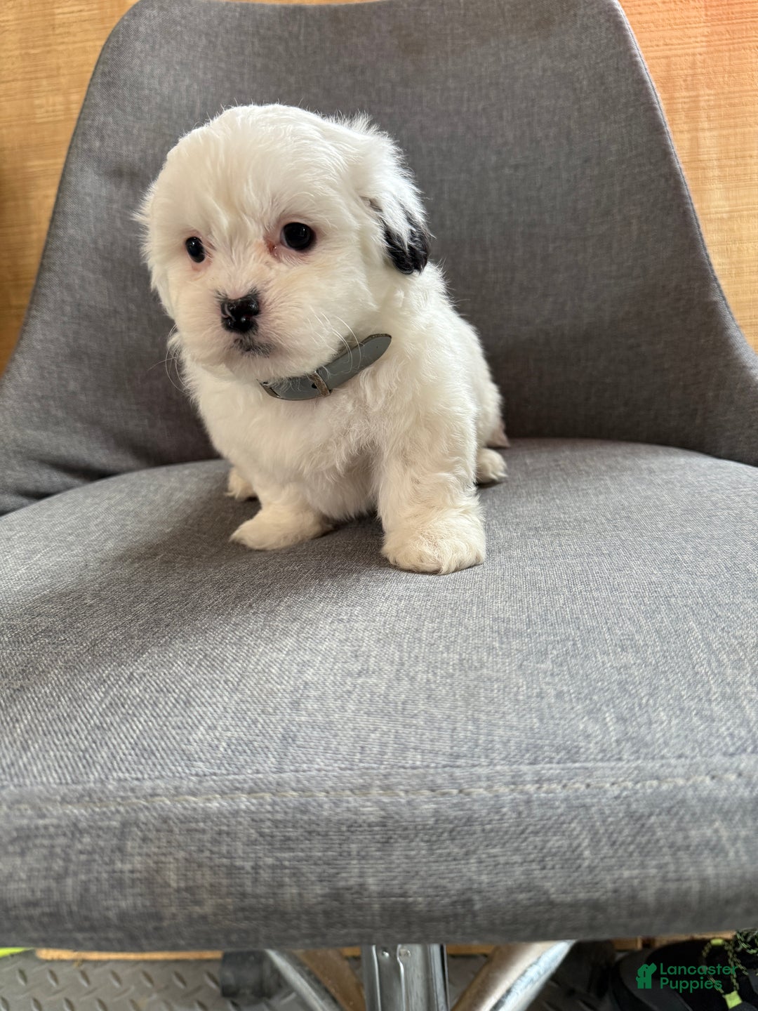Teddy Bear dogs for sale: Snowy - Ad 6