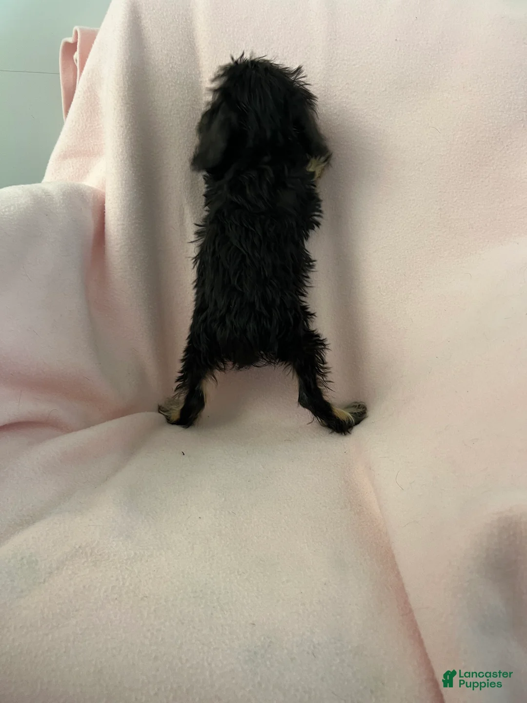 Mixed Breed dogs for sale: Danny Boy-Cava-Yorkie - Ad 7