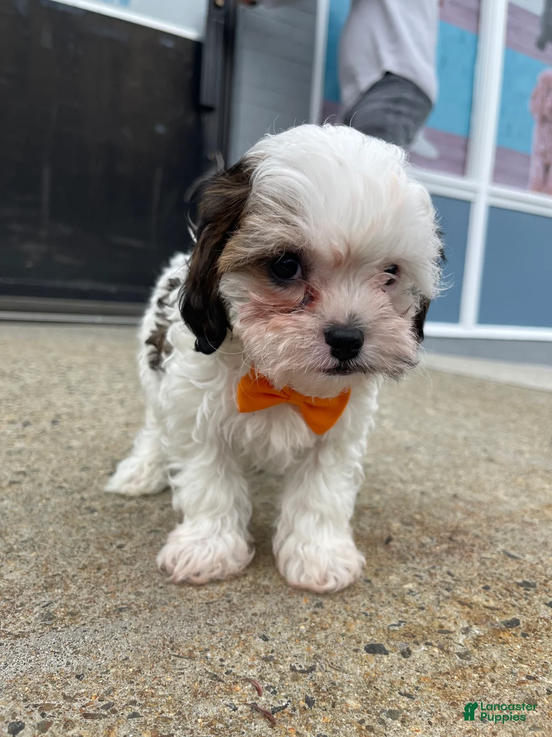 Cavapoo dogs for sale: Cavapoo Puppy 3 - Ad 2