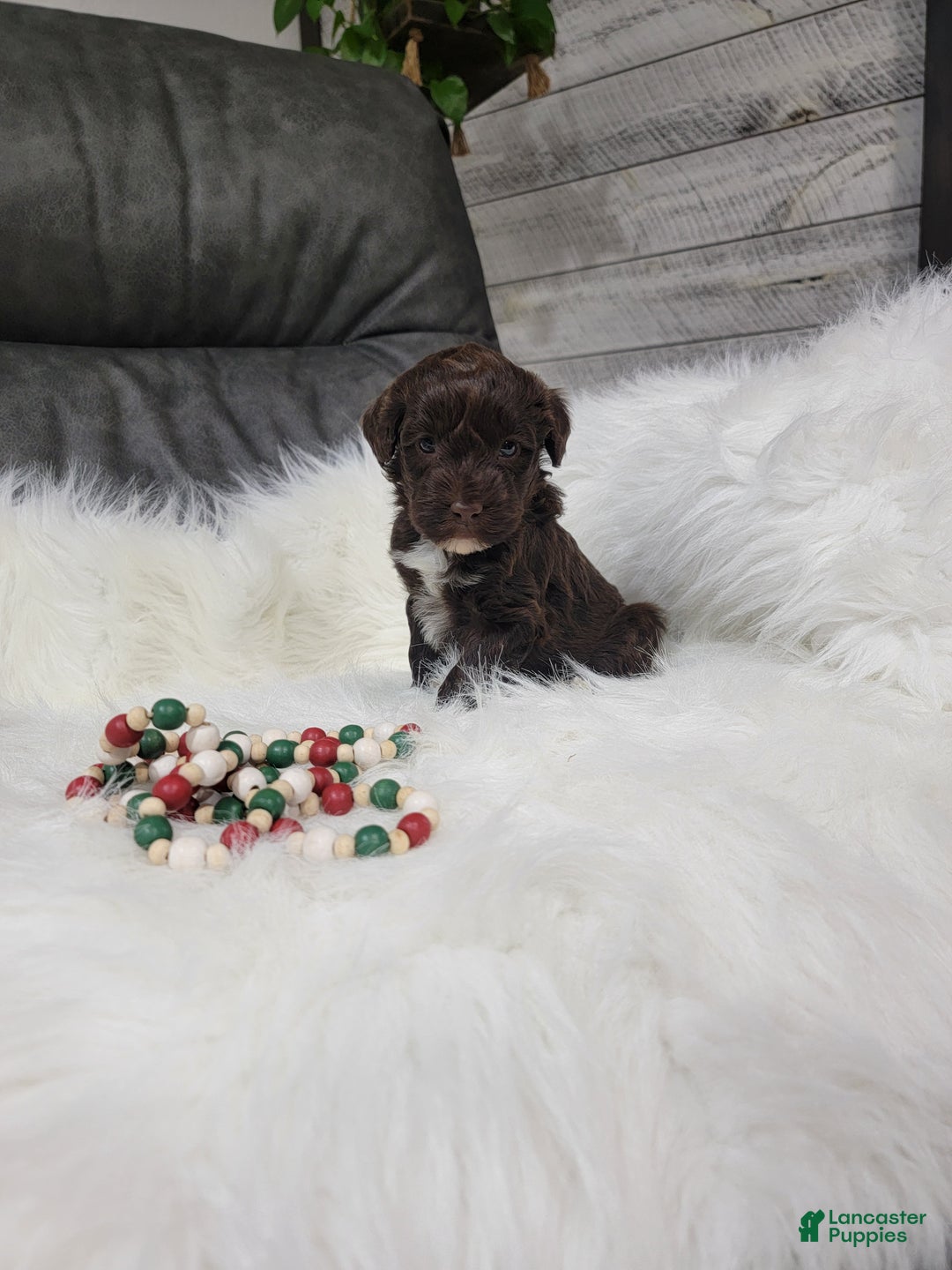 Portuguese Water Dog dogs for sale: Prince - Ad 2