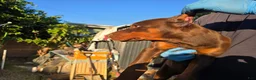 Doberman Pinscher dogs for sale: Doberman Pinscher Puppy 4 - Ad 1