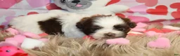 Shih Tzu dogs for sale: CUTIE - Ad 8