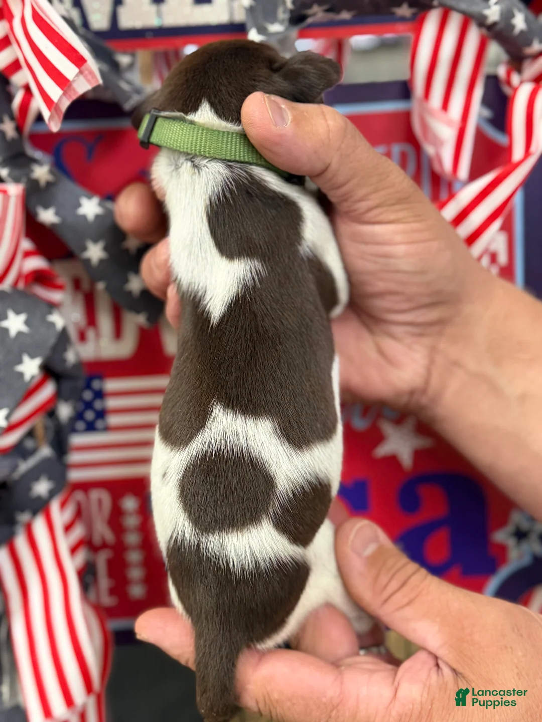 German Shorthaired Pointer dogs for sale: German Shorthaired Pointer 9 - Ad 2