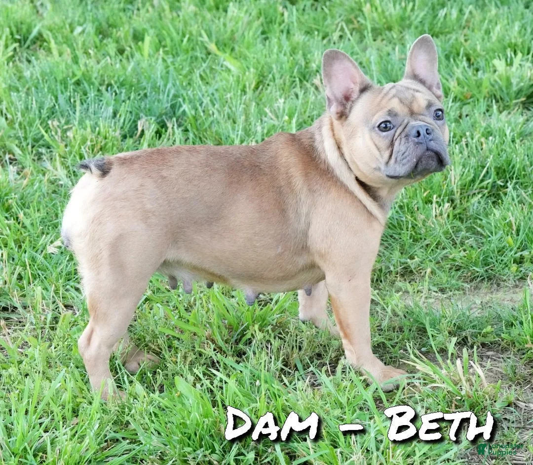 French Bulldog dogs for sale: Oakley - Ad 10