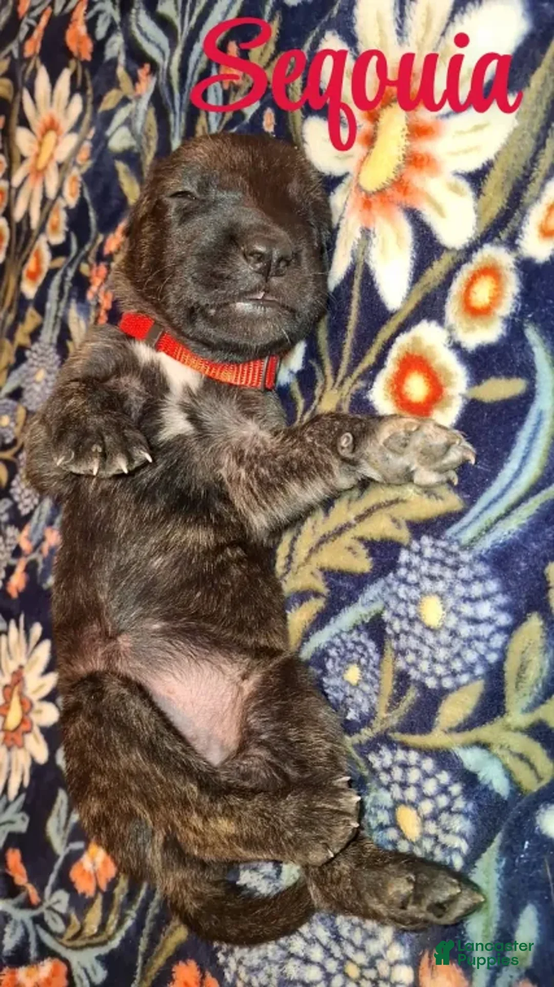 English Mastiff dogs for sale: Sequoia - Dark Brindle English Mastiff Puppy - Ad 1