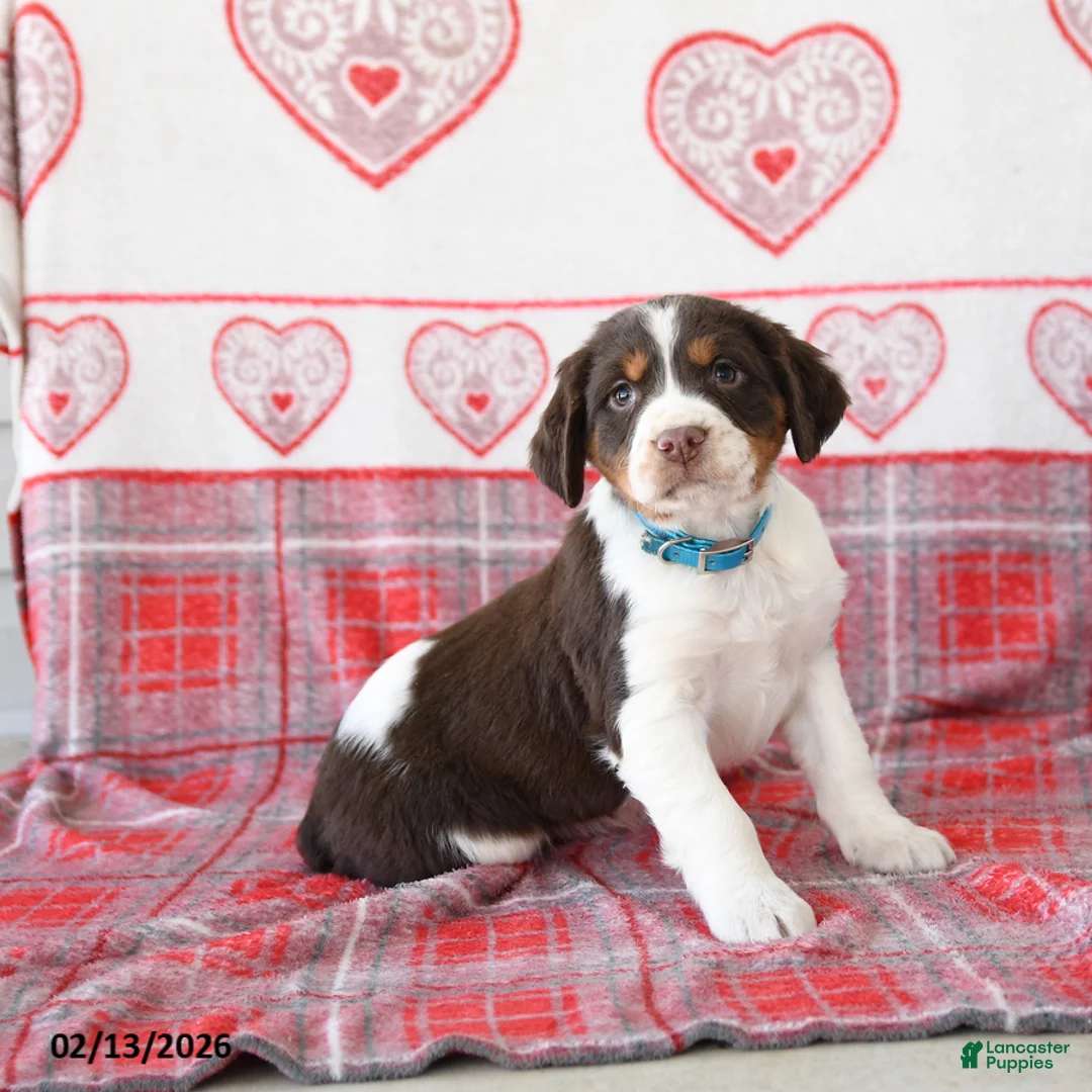 English Springer Spaniel dogs for sale: Drew - Ad 1