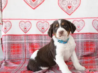 English Springer Spaniel dogs Drew - Ad 11