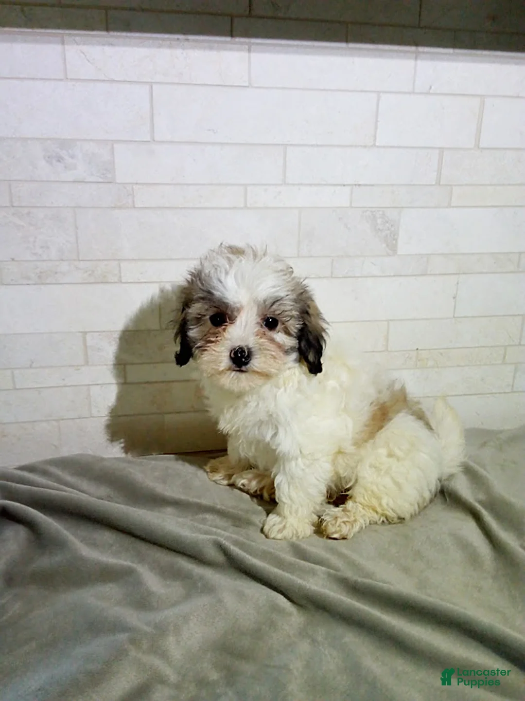 Maltipoo dogs for sale: Penny - Ad 2