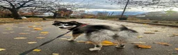 Mixed Breed dogs for sale: Alejandro  - Ad 2