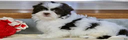 Shihpoo dogs for sale: Everlee - Ad 5