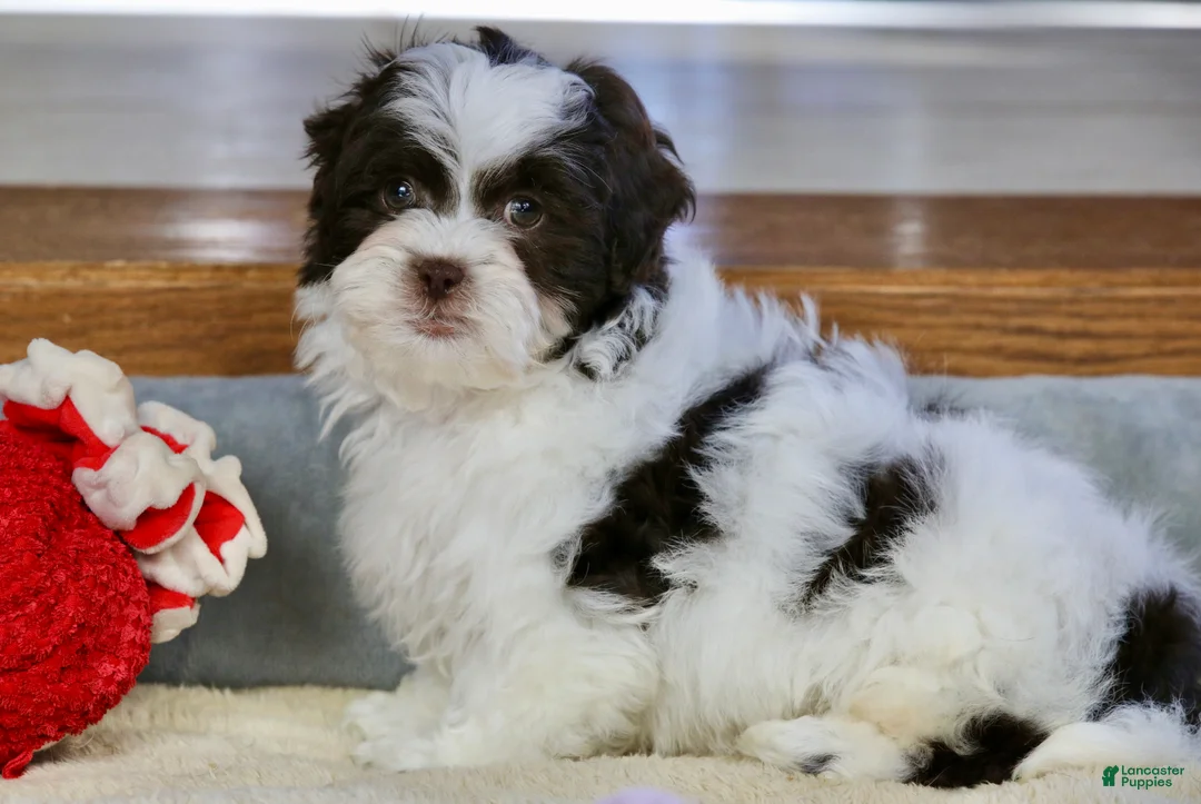 Shihpoo dogs for sale: Everlee - Ad 5