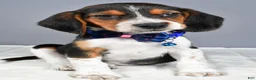 Beagle dogs for sale: Ozzy - Ad 7