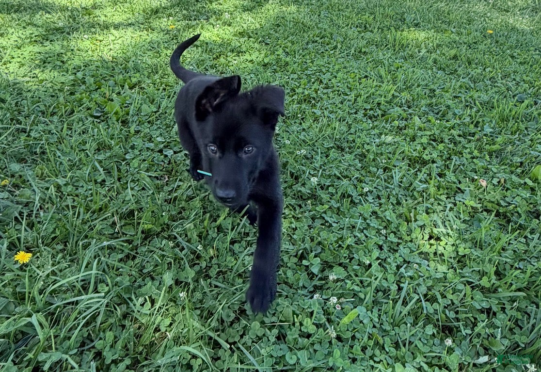 German Shepherd dogs Malibu - Ad 14