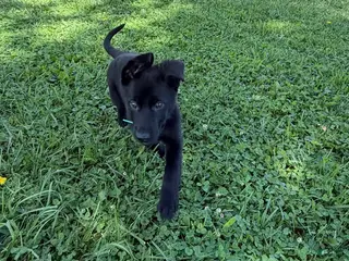 German Shepherd dogs Malibu - Ad 14