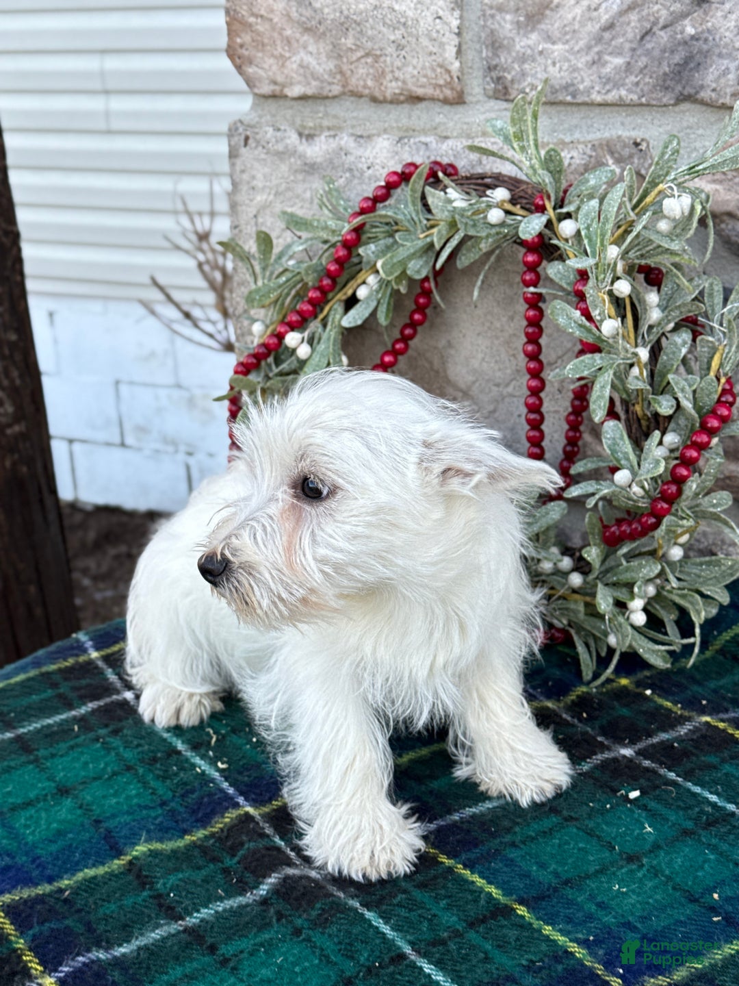 West Highland Terrier dogs for sale: Fancy - Ad 8