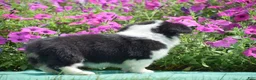 Welsh Corgi Pembroke dogs for sale: Julie - Ad 5