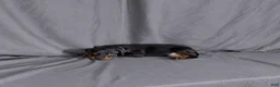 Doberman Pinscher dogs for sale: Baron "The Boss" - Ad 2