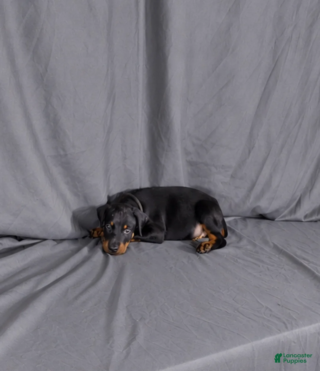 Doberman Pinscher dogs for sale: Baron "The Boss" - Ad 2