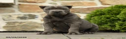 Cane Corso dogs for sale: Olive  - Ad 1