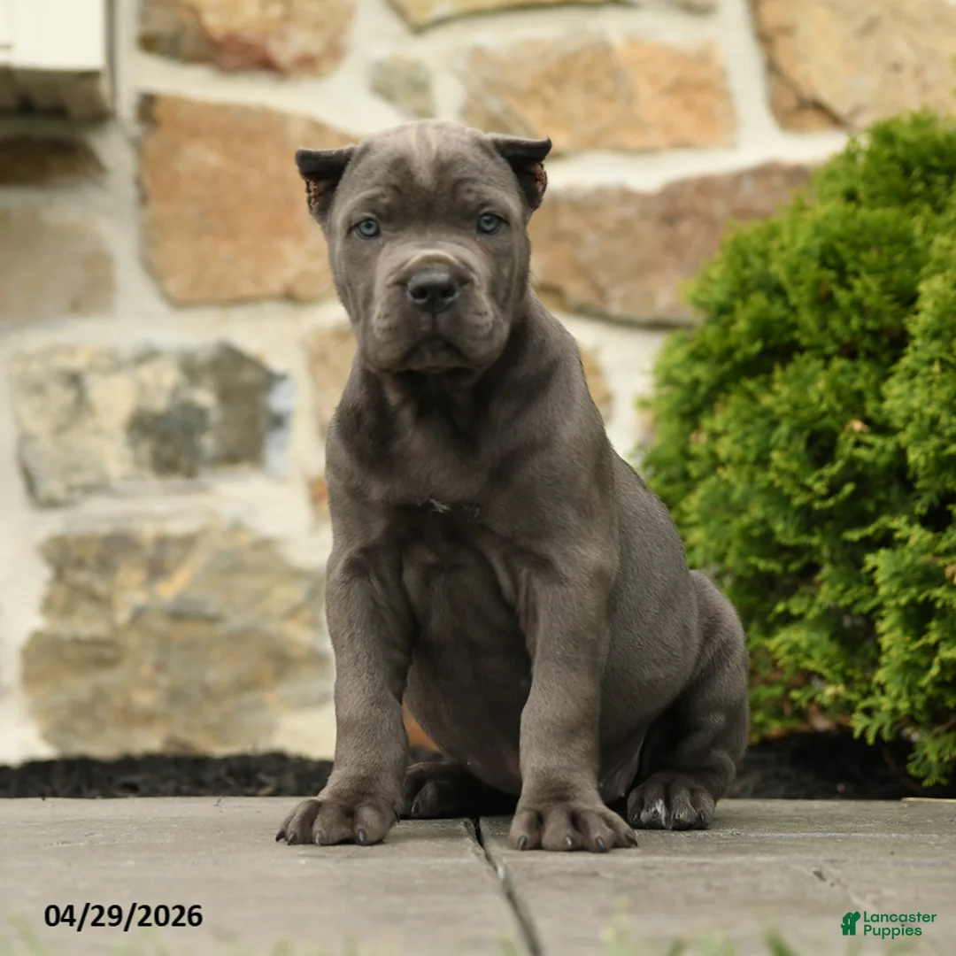 Cane Corso dogs for sale: Olive  - Ad 1