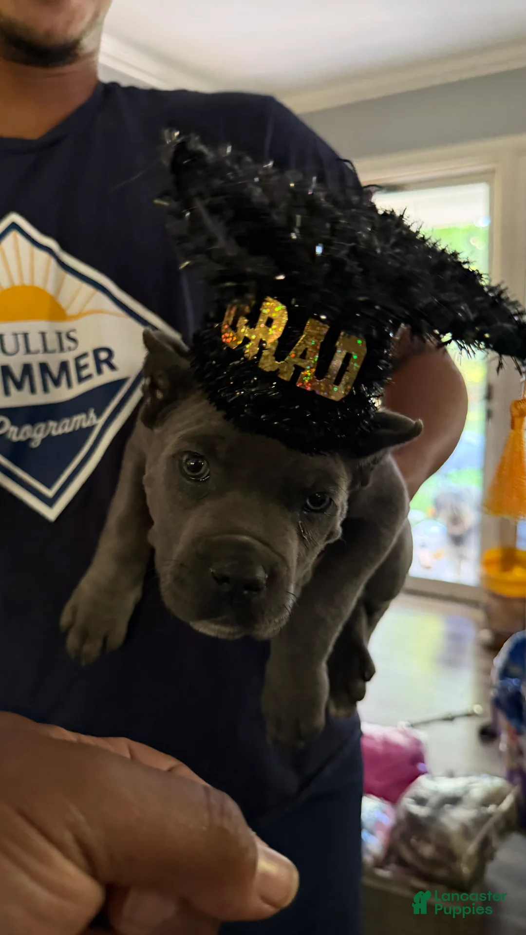 Cane Corso dogs for sale: Cane Corso Puppy 1 - Ad 7