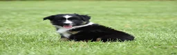 Miniature Australian Shepherd dogs for sale: Piper - Ad 5