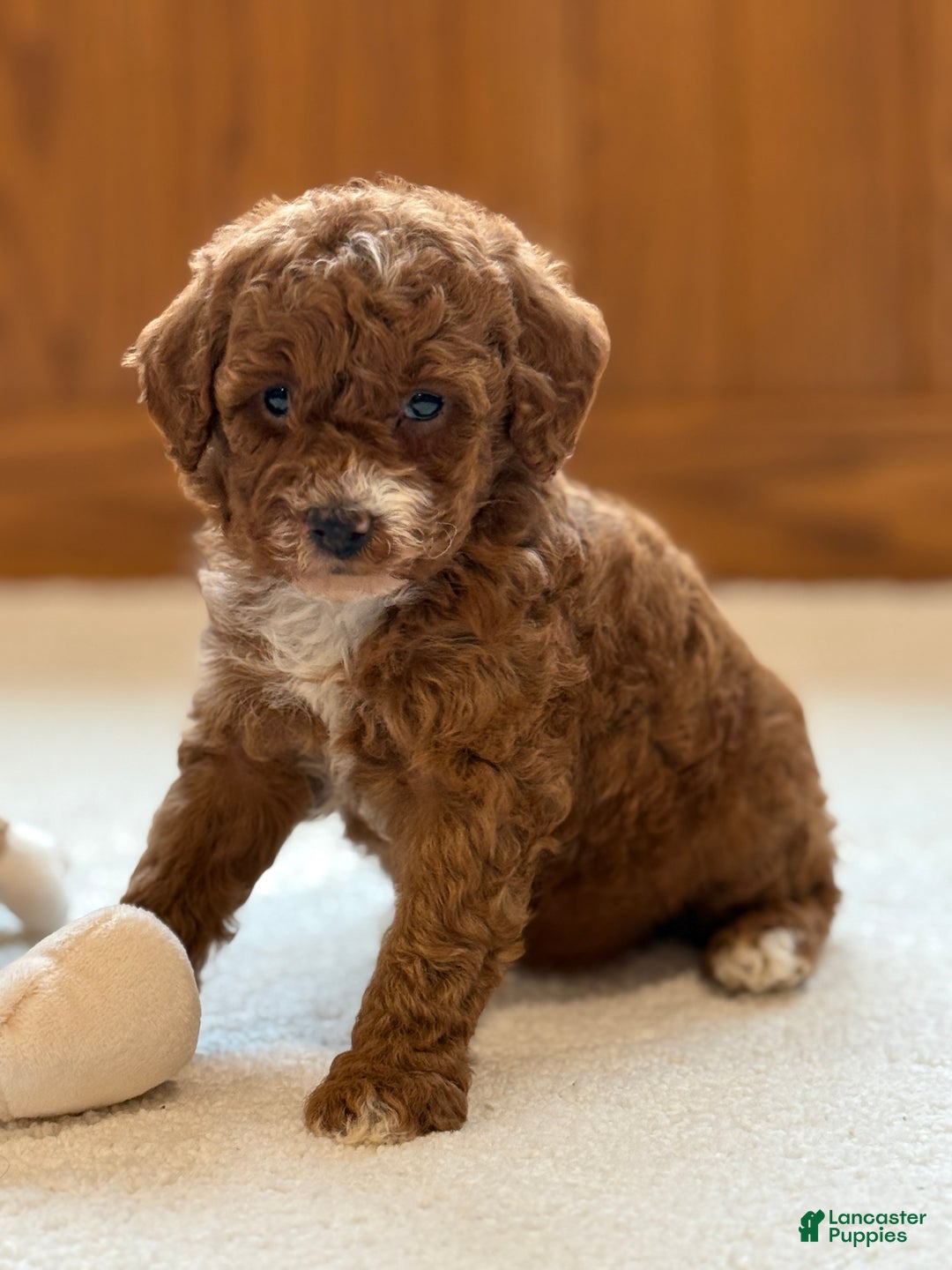 Miniature Poodle dogs for sale: Jazzy - Ad 5