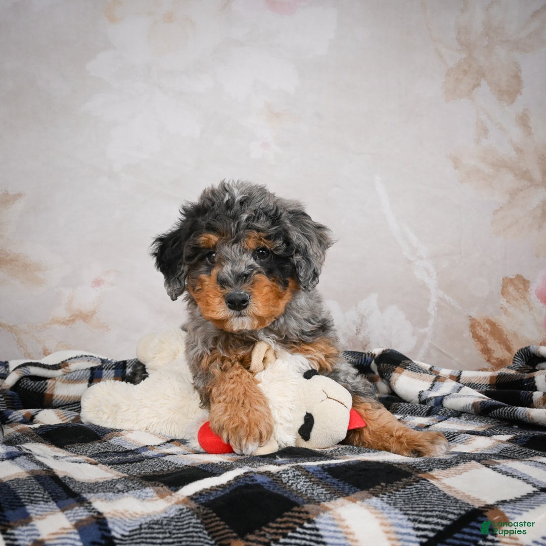 Bernedoodle dogs for sale: Murphy - Ad 8