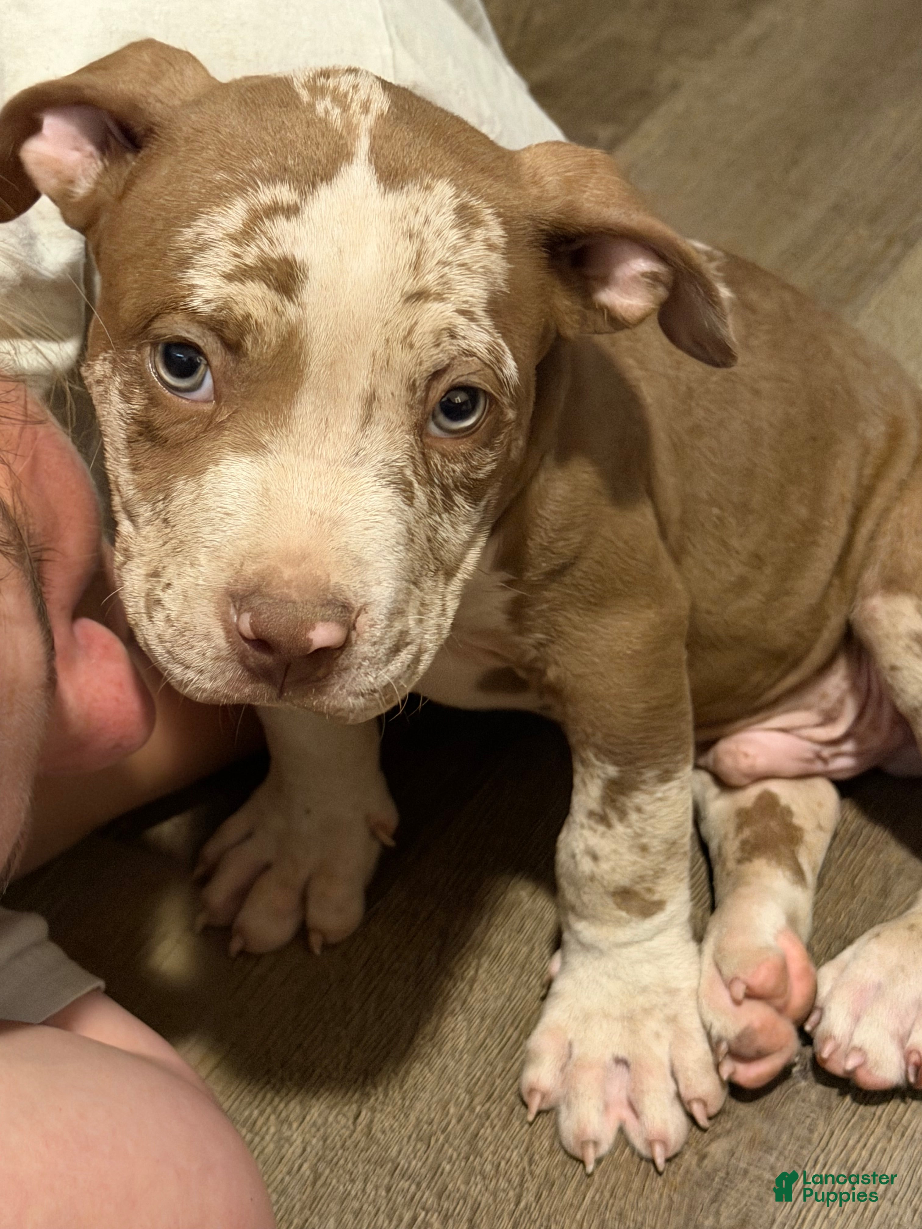 American Bully dogs Trapp - Ad 8