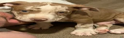 American Bully dogs for sale: Trapp - Ad 1