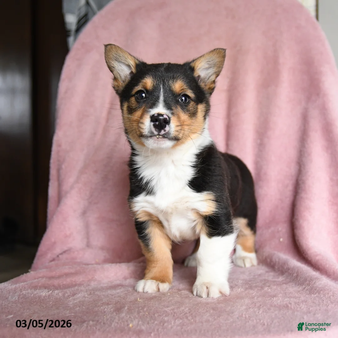 Mixed Breed dogs for sale: Cookie Dough - Ad 2