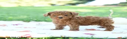 Toy Poodle dogs for sale: Pumpkin - Ad 3