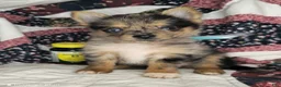 Mixed Breed dogs for sale: Indya F (Small Yorky-Pom) - Ad 4