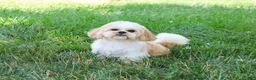 Shih Tzu dogs for sale: Dorothy - Ad 7