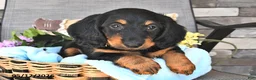 Miniature Dachshund dogs for sale: Artie - Ad 4