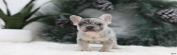 French Bulldog dogs for sale: Marco - Ad 3