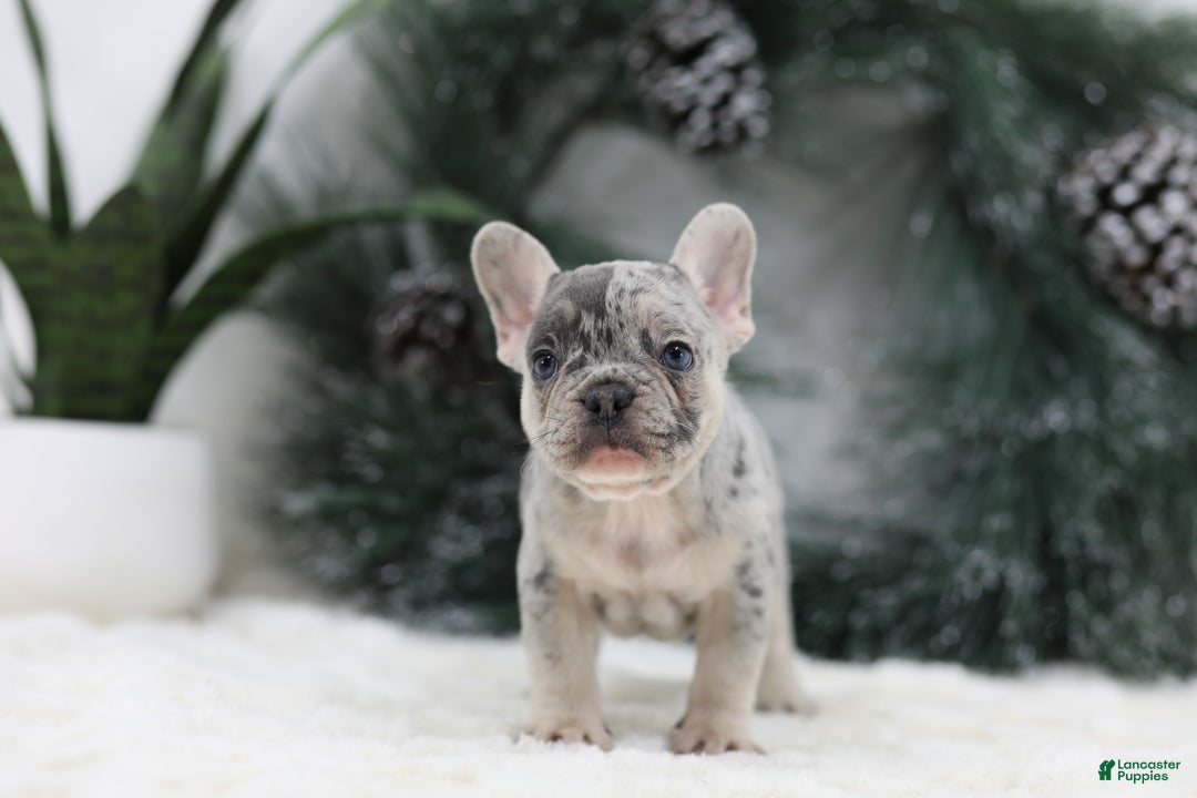 French Bulldog dogs for sale: Marco - Ad 3