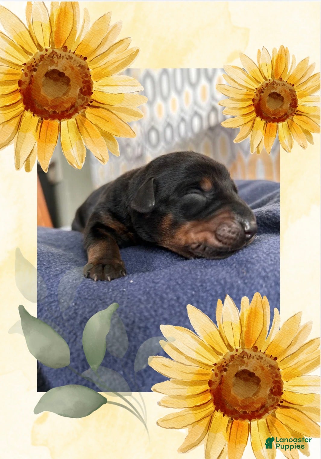 Doberman Pinscher dogs Doberman Pinscher 1 - Ad 6