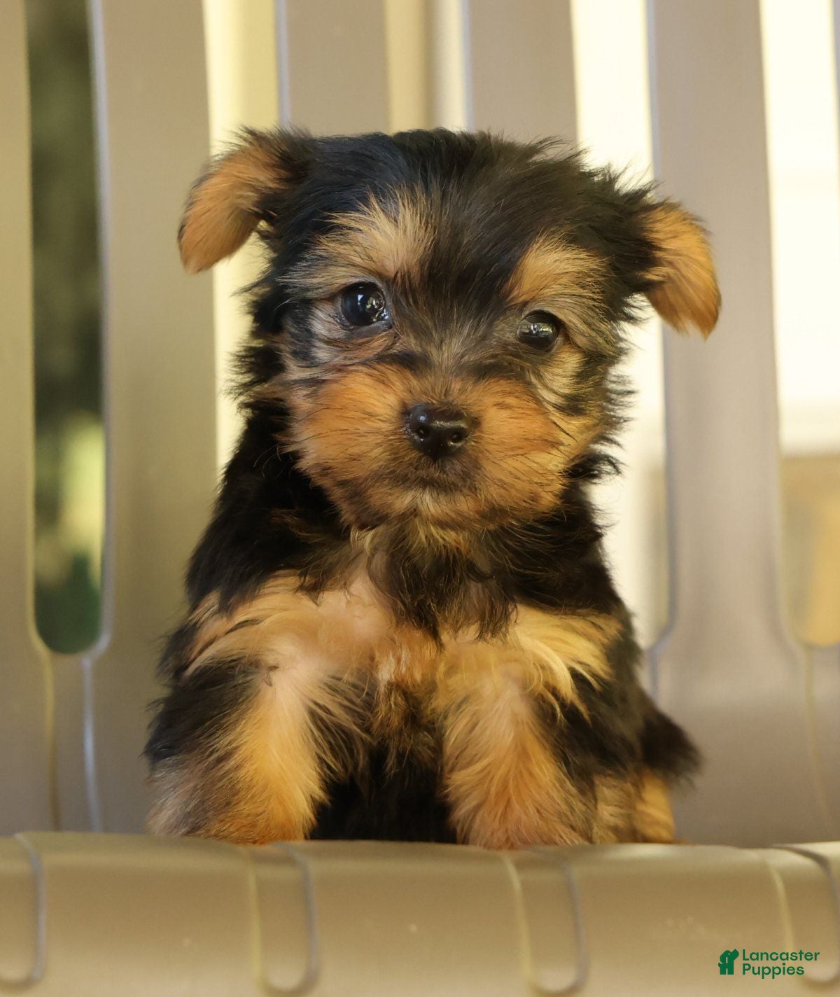 Yorkshire Terrier dogs Danny - Ad 1
