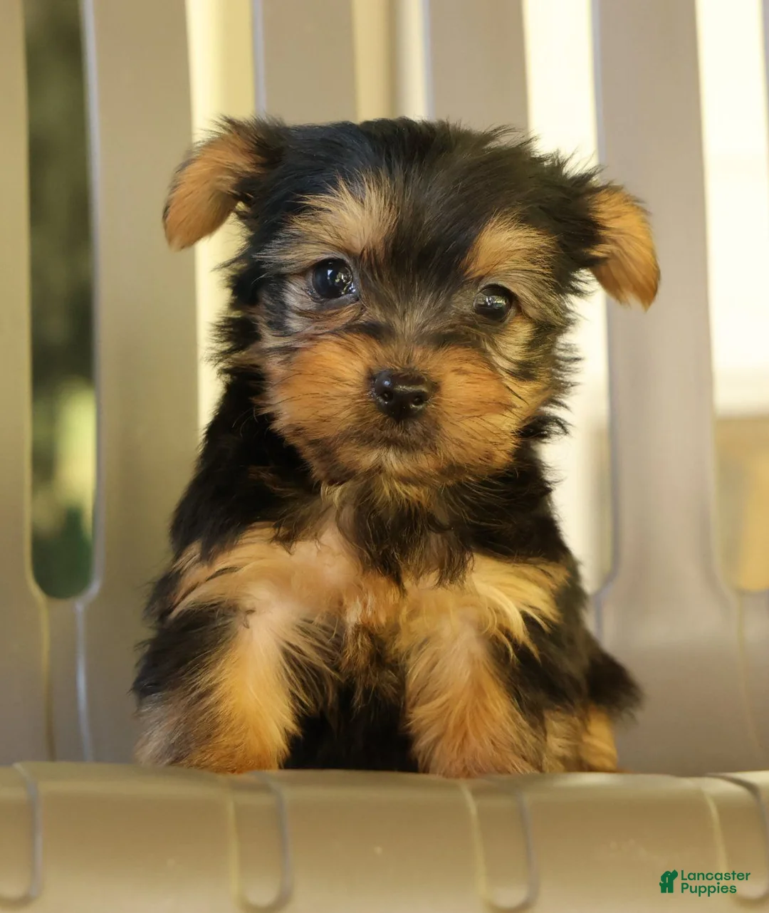 Yorkshire Terrier dogs for sale: Danny - Ad 1