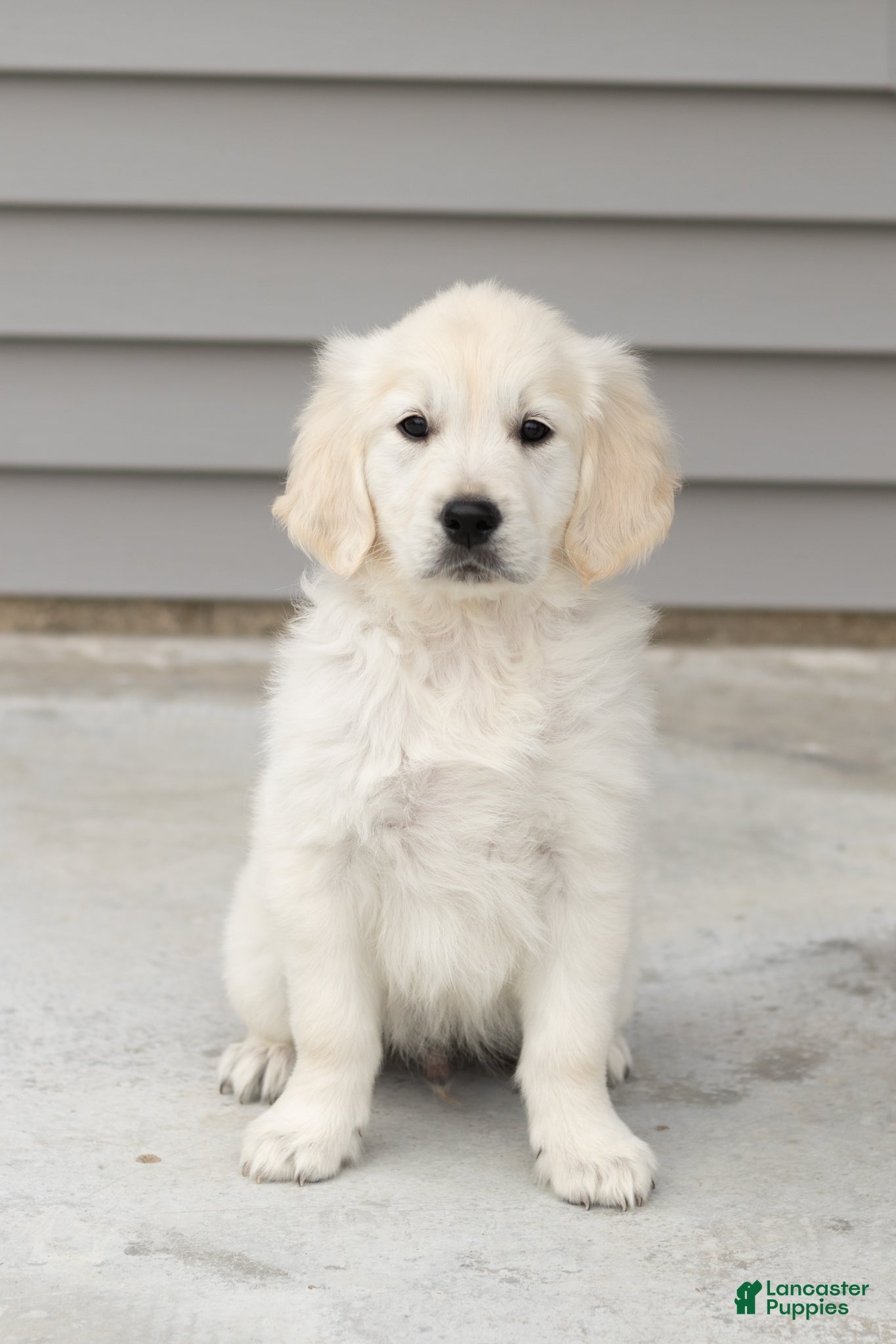 Golden Retriever dogs Bear - Ad 34