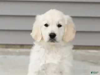 Golden Retriever dogs Bear - Ad 34