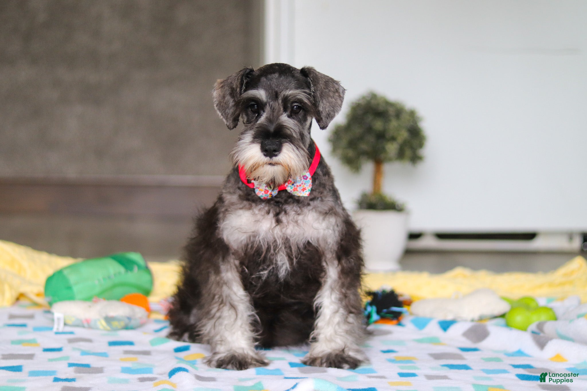 Miniature Schnauzer dogs Layla - Ad 1